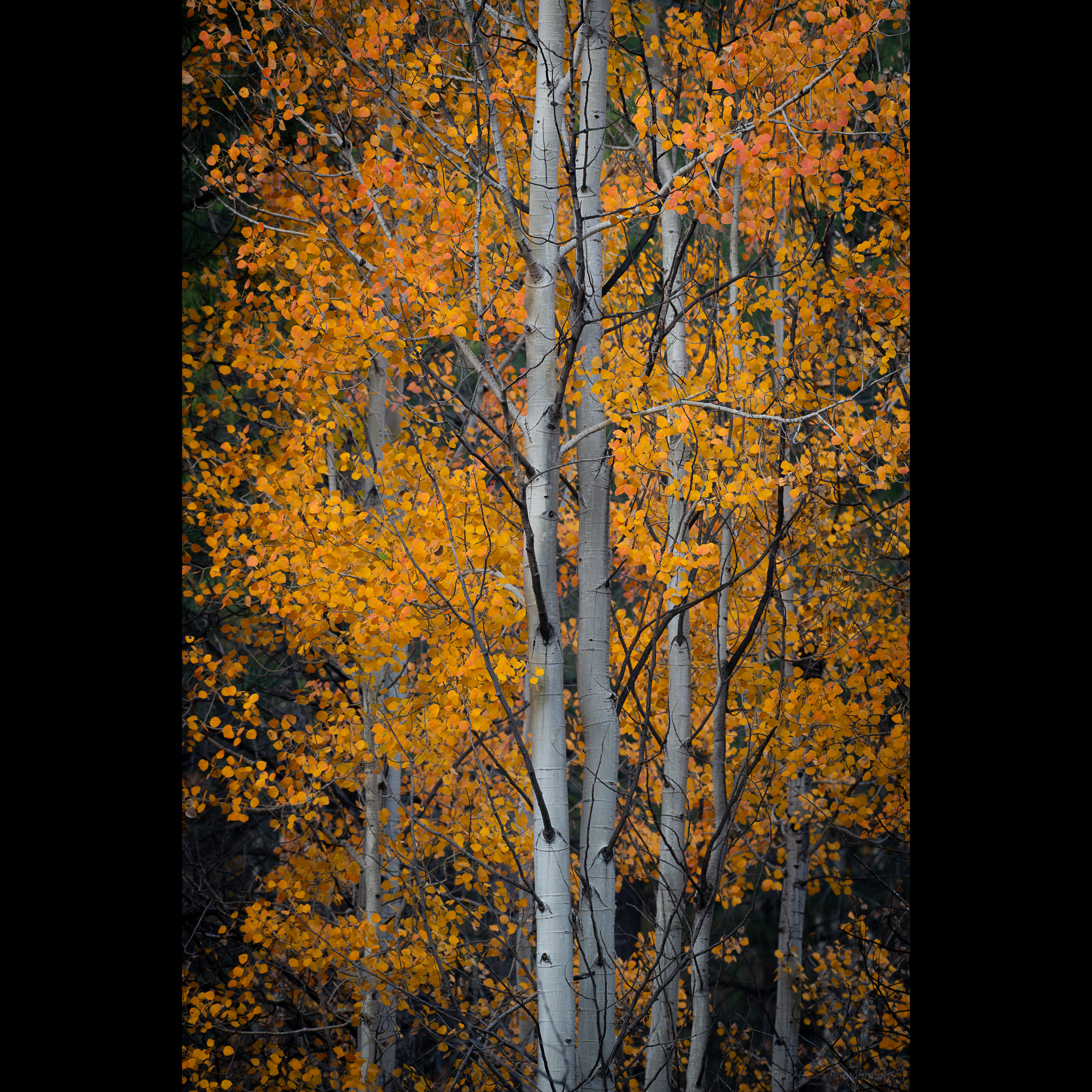 Fine-art photographic print by Gary Reiss