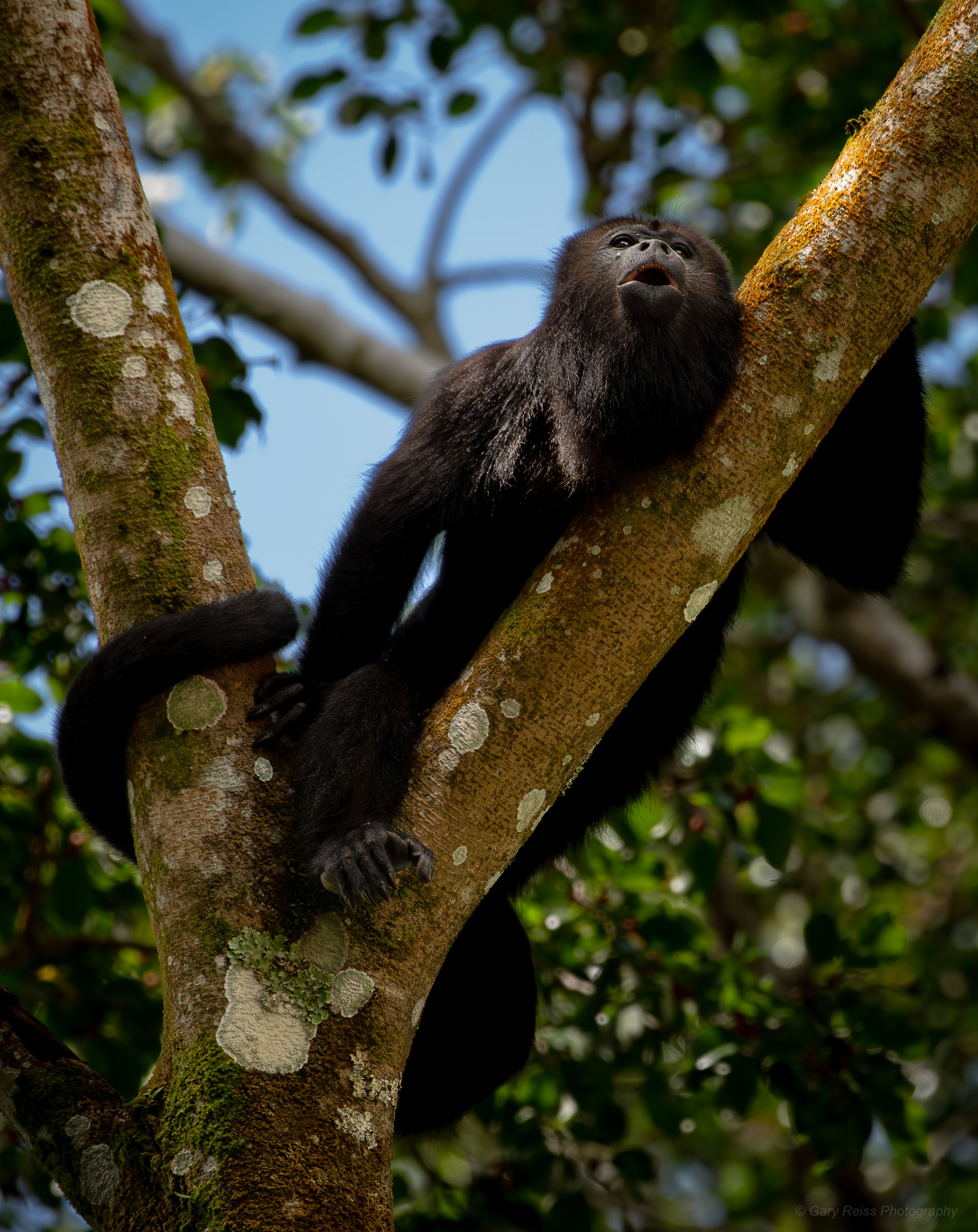 Wildlife and nature photography by Gary Reiss